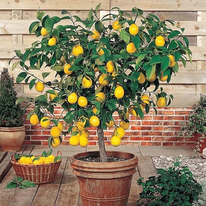 30pcs Perfume Lemon Seeds - Grow Your Own Bonsai or Full-Size Fruit-Bearing Tree - Non-GMO, Heirloom, Organic - Ideal for Zones 8-11
