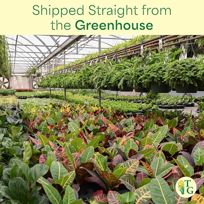 Thorsen's Greenhouse Live Trailing Houseplants (3 Pack), Vining Growth, Easy to Grow Indoor Plants, Grower's Choice Bundle, 4-inch Diameter Established Plants (Lavender (3-Pack))