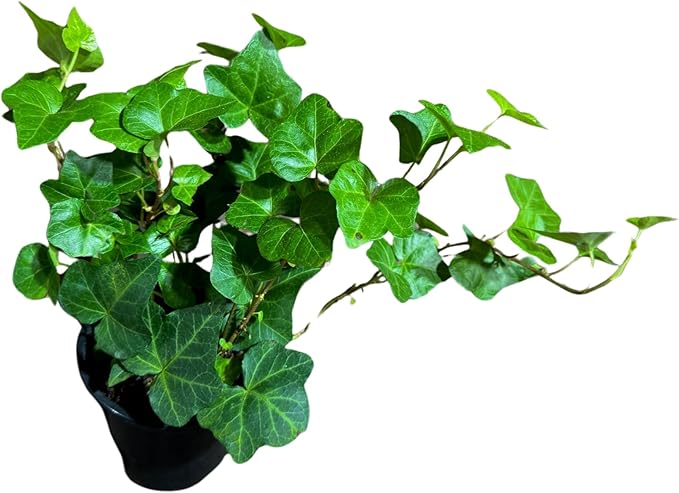 PLANTVERS Green Ivy in a 4" Nursery Pot - Hedera - Vining Plant - Low Maintenance Plant - Trailing Houseplant - Easy Care Live Plant