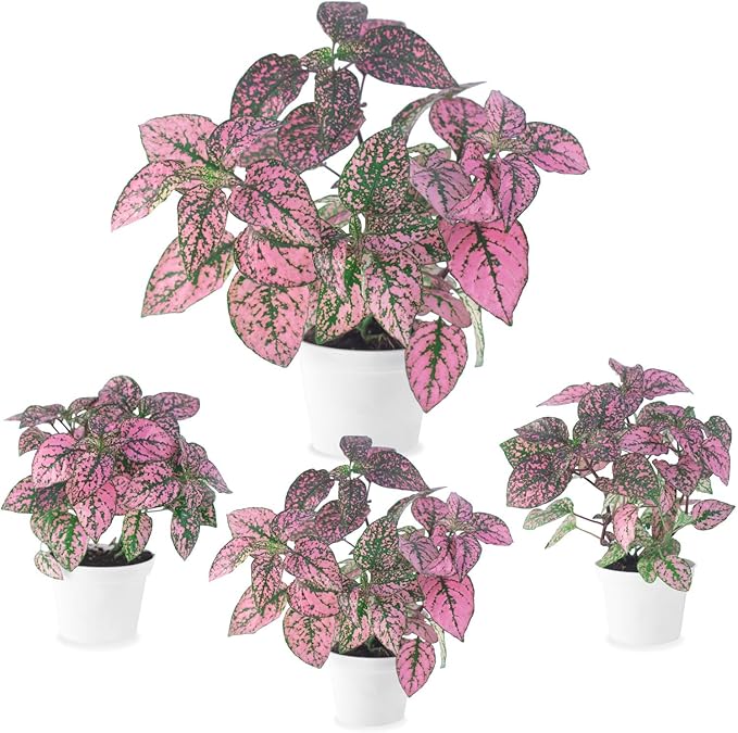 Pink Polka Dot Plant (4-Pack) - Live Houseplants, Small Indoor Plants, Hypoestes Pink- Colorful, Air-Purifying House Plants