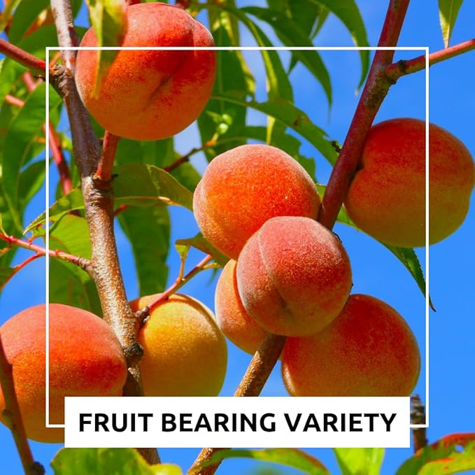 Peach Tree Seeds – Easy to Grow, Hardy, Delicious Fruit, Perfect for Garden Planting, Beginner-Friendly, Fast-Growing, Ideal for Fresh Peaches & Cooking (12 Seeds)