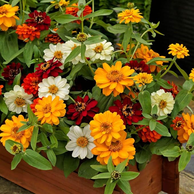 Outsidepride Profusion Double Mix Zinnia Seeds - 25 Pcs Annual, Hardy & Drought Tolerant, Easy to Grow, Flower Seeds for Planting with Daisylike Double Blooms, Ideal for Pollinator Gardens
