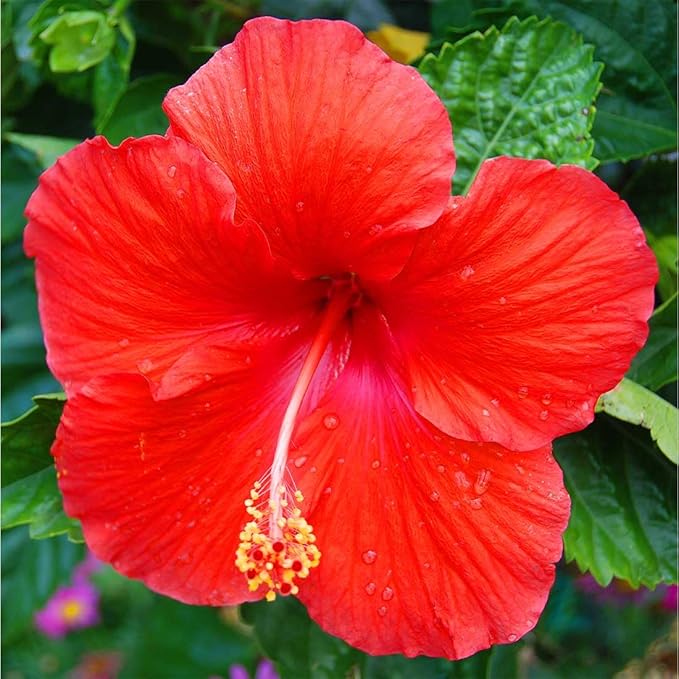 American Plant Exchange Hibiscus 'Red' Plant – Live Flowering Bush, 10-Inch Pot, Tropical Scarlet Blooms for Patios, Garden Beds, and Outdoor Landscapes