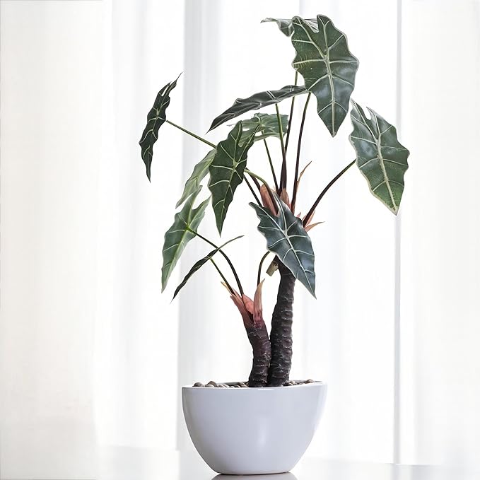 Avoeco Artificial Alocasia Plant – 21.6” Tall Faux Plant in White Ceramic Pot with Pebbles – Realistic Fake Potted Plant for Home, Office, Boho, Modern, Minimalist & Japanese Decor(White)
