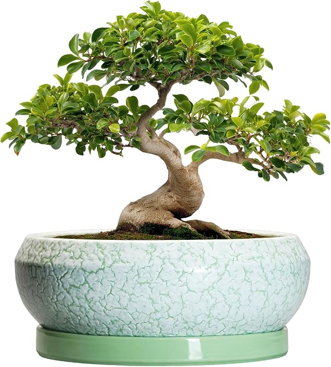 EPFamily Bonsai Pots - 13 Inch Ceramic Succulent Pots for Indoor Outdoor, Large Shallow Planter with Drainage Hole and Saucer, Round Flower Succulent Planter, Patio Decor, Gifts for Women, Green