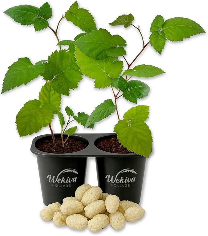 Snowbank BlackBerry Plant - 2 Live Starter Plants - Rubus - Edible Fruit Bearing Bush for Patio and Garden