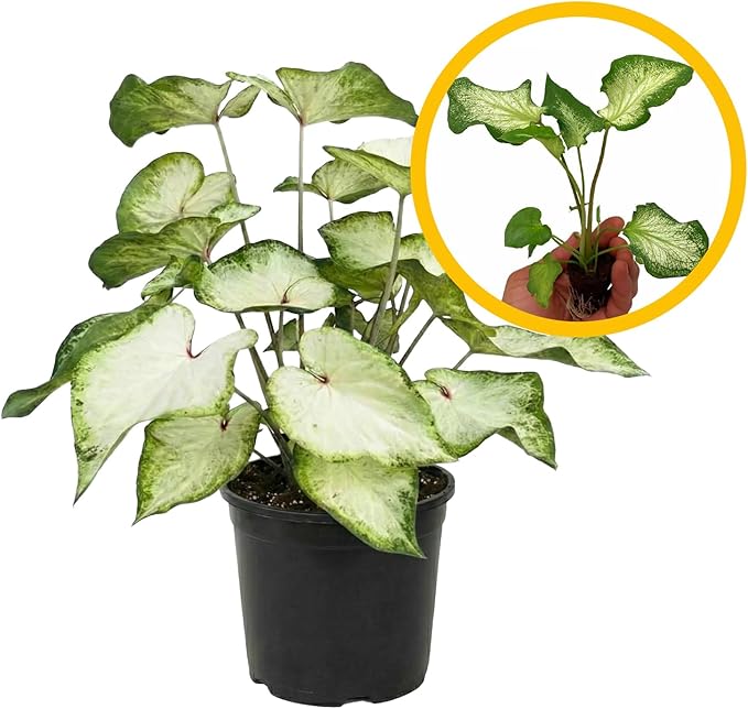ragnaroc Caladium ‘White Butterfly’ 2-4" (Caladium Bicolor) 1ct – Live Plant for Indoor Outdoor Use, Garden & Landscaping – Live Arrival Guaranteed