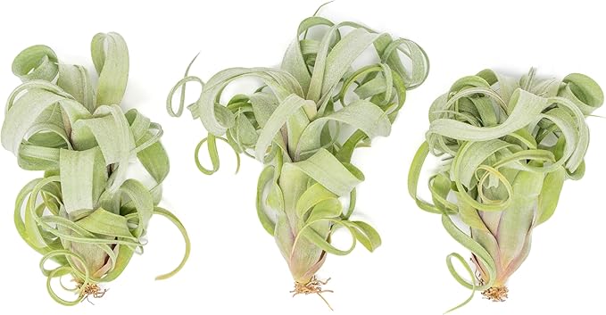 Air Plant Shop 5 Pack Tillandsia Curly Slim (T. Intermedia x T. Streptophylla) Air Plant - Succulents - Live Tillandsia - Easy Care Indoor and Outdoor House Plants