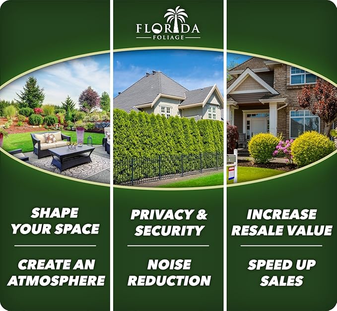 Super Blue Liriope Muscari - 10 Live Plants - Evergreen Ground Cover Grass