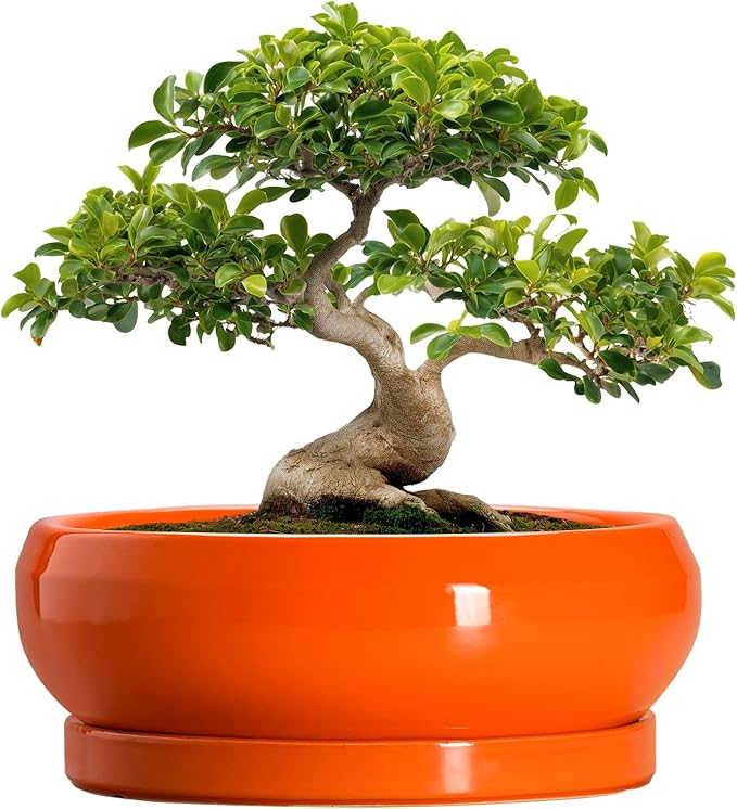 EPFamily Bonsai Pots - 13 Inch Ceramic Succulent Pots with Drainage Hole and Saucer, Shallow Planter for Indoor Outdoor, Bonsai Planters, Large Planter Bowl, Porch Decor, Gift for Plant Lover, Orange