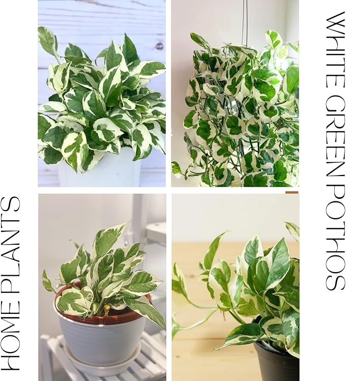 2 Rare White Pattern Pothos Plant, Variegated Plant Live for Indoor, 3 Inches Pot