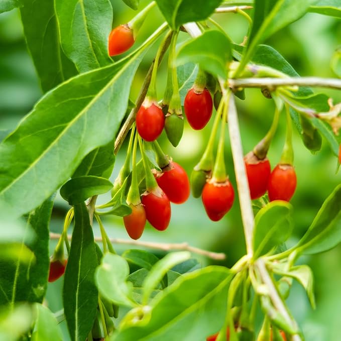 Perfect Plants Goji Berry Bush in 1 Gallon Grower's Pot | Delicious Wolfberry for Outdoor Planting | Fresh Antioxidant Packed Fruits | Fully Mature for Home Gardens