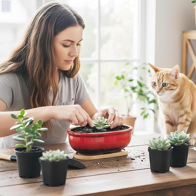 ARTKETTY Succulent Pots, 1 Rectangle Planter + 1 Ceramic Bonsai Pot with Drain Tray, 2 Pack Large Shallow Succulent Planters for Indoor Plants, Round Cactus Flower Plant Pot for Desk Windowsill Decor