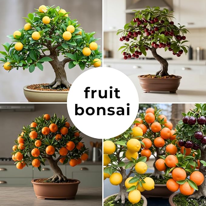 150+ Dwarf Bonsai Fruit Tree Seeds for Planting, 50+ Lemon Tree Seeds /50+ Cherry Tree Seeds /50+ Orange Tree Seeds (3 Variety Individual Packs)