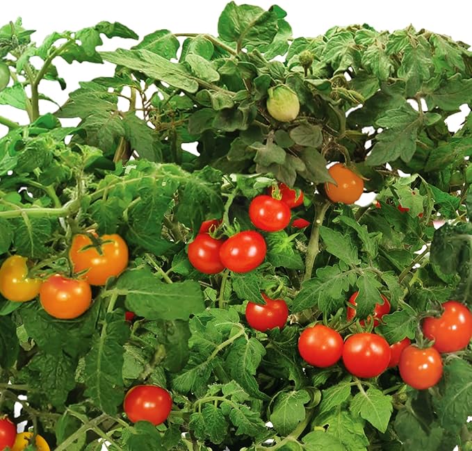 AeroGarden Red Heirloom Tomato Seed Pod Kit (6-pod)