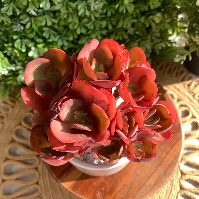 FWPP Live Succulents Plants Echeveria Suyon 4.3 inches,Rare red Succulents Bare Root Without Pot Soil, Live Plants Indoor Office Decoration Wedding and Gift