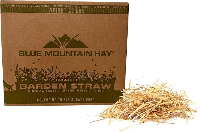 Blue Mountain Hay Organic Garden Straw (25 lb) - Natural Mulch for Gardening, Flower Beds & Landscaping, New Lawn Grass Seeding, Compost, Raised Garden Bed, Cat Grass & Grass Seed