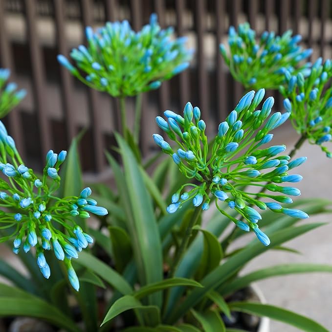 HIFORESTAR Artificial Flowers Fake Blue Plants Outdoor Spring Summer Decoration Realistic Faux Greenery for Front Door Porch Planter