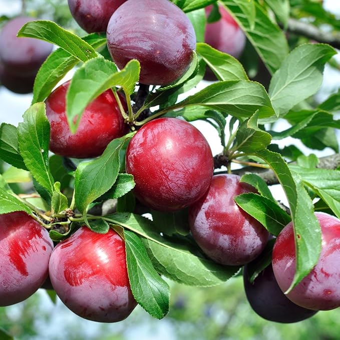 150+ Tropical Beach Plum Fruit Tree Seeds for Planting Outdoor- Non-GMO Heirloom Prunus Maritima Growing Your Own Delicious Fruit in Garden
