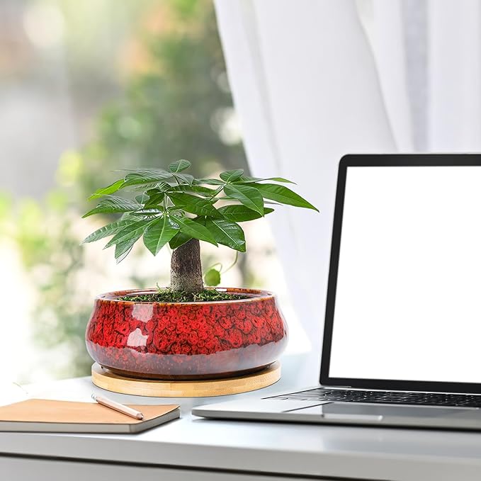 ARTKETTY Succulent Pots - 8 Inch Plant Pot, Large Bonsai Pots with Drainage Tray, Ceramic Planters for Indoor Outdoor Plants, Round Shallow Cactus Flower Plant Container Bowl Decorative Home Garden