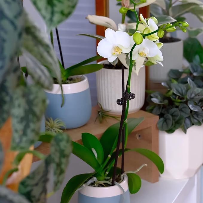 Premium White Live Orchid Plant Blooming in 3.5" Blue & White Orchid Pot, Live Plants, Houseplant Gifts, Approx. 16" Tall, Pet Friendly Houseplants, Phalaenopsis Moth Flower by Plants for Pets