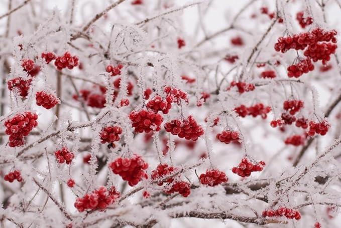 6-10" Tall Highbush Cranberry Plant, Viburnum opulus, Kalina, 1-2 Year Old