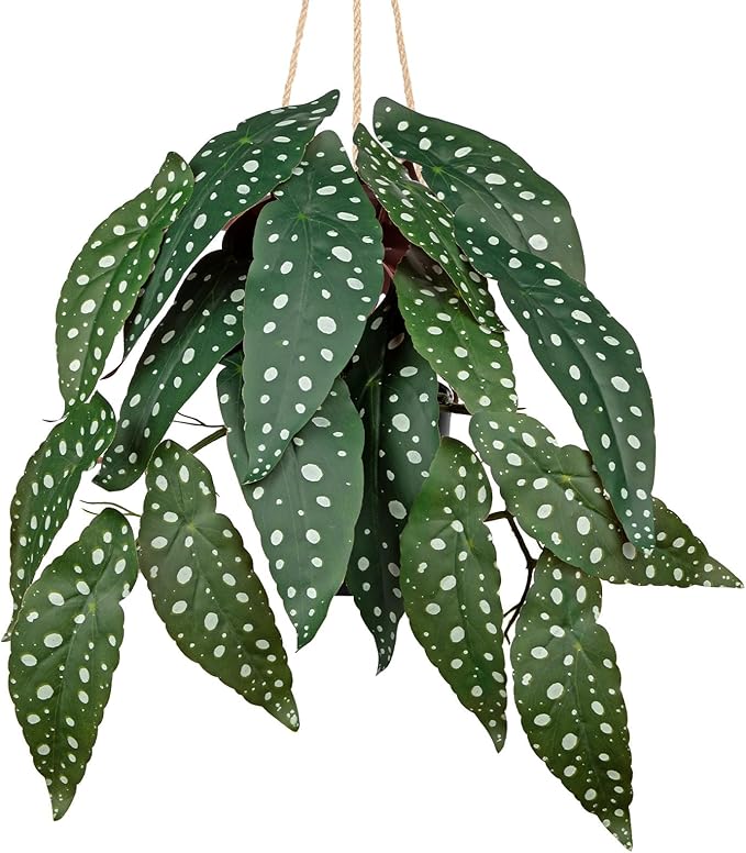 Fake Hanging Plant in Black Pot Artificial Syngonium Podophyllum Plant Faux Greenery Leaves for Wall Bedroom Office Desk Bathroom Indoor Outdoor Home Deco