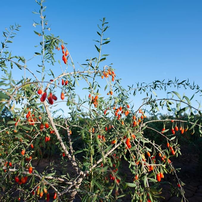 2 Red Goji Berry Trees Live Bareroot 8 to 12 Inc Height for Planting Ornaments Perennial Garden Simple to Grow Pots, Sweet Berry Fruits