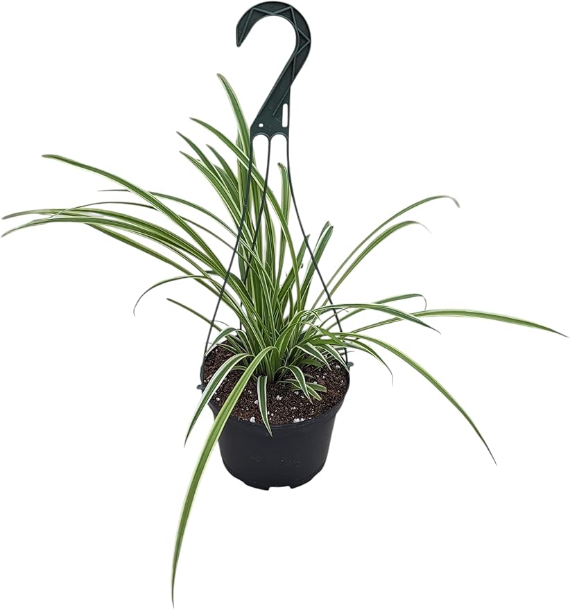 Reverse Variegated Spider Plant in 6-inch Hanging Pot, Live Indoor Houseplant