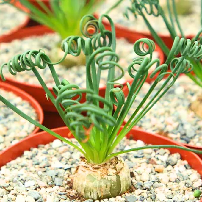 Albuca Live Plant in 4” Pot, Frizzle Sizzle Succulent, Curly Leaf Albuca Plant for Indoor Growing