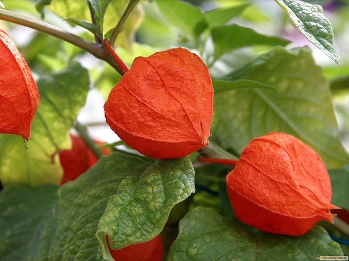 Seeds Ground Cherry (Cape Gooseberry, Goldenberry) Orange Physalis Vegetable for Planting Non GMO