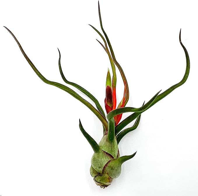 ragnaroc Air Plants - Flowering Tillandsia Bulbosa Guatemala, Large 3-5" - 1ct - Live Arrival Guaranteed - House Plants for Home Decor & Gift