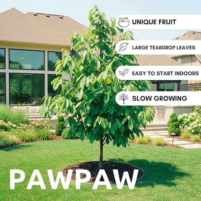 Paw Paw Tree Seeds for Planting | 6 Seeds | Edible Fruit Tree, Made in USA | Fun and Easy to Grow Your Own Food, Exotic Pawpaw Tree Seeds