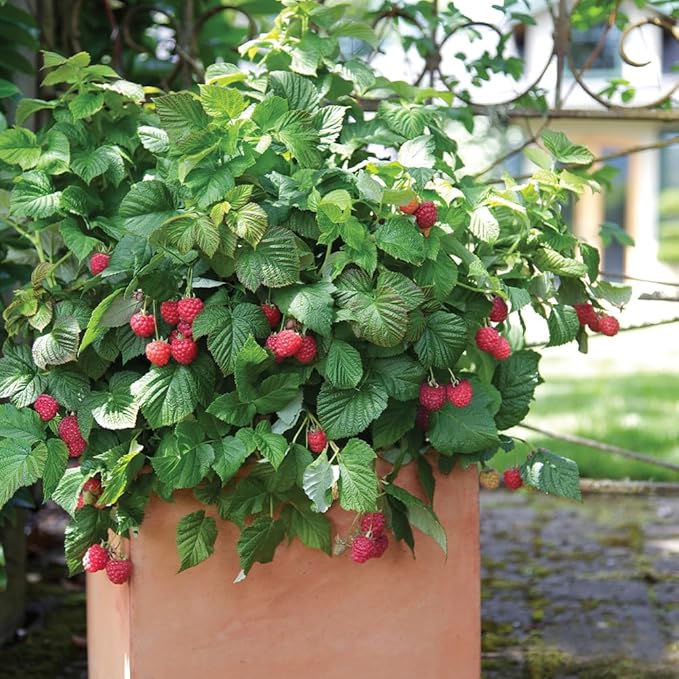 Bushel & Berry 2 Gal. Raspberry Shortcake Raspberry Shrub
