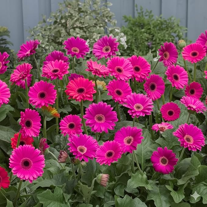 Sets 4 Pink Gerbera Daisy Live Plants, Ready to Bloom in Spring, Flower Winter Hardy Outdoor Planting