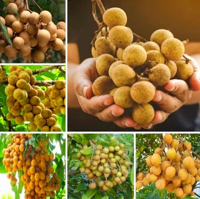 20 Longan Seeds Rare Dwarf Longan Sweet and Juicy Fruit Tree Bonsai