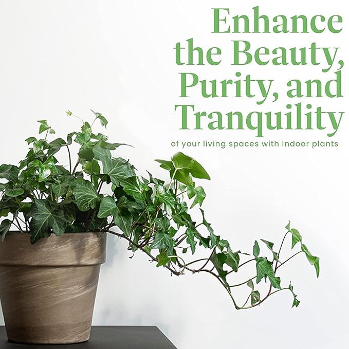American Plant Exchange English Ivy – Live 6-Inch Potted Trailing Vine, Low-Maintenance Air-Purifying Houseplant for Hanging Baskets, Shelves & Indoor Home or Office Décor