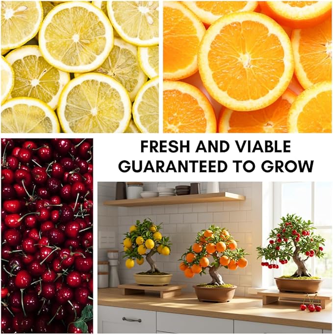 150+ Dwarf Bonsai Fruit Tree Seeds for Planting, 50+ Lemon Tree Seeds /50+ Cherry Tree Seeds /50+ Orange Tree Seeds (3 Variety Individual Packs)