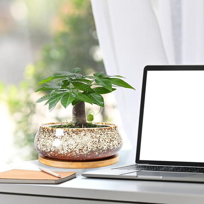 ARTKETTY Succulent Pots - 8 Inch Plant Pot, Large Bonsai Pots with Drainage Tray, Ceramic Planters for Indoor Outdoor Plants, Round Shallow Cactus Flower Plant Container Bowl Decorative Home Garden