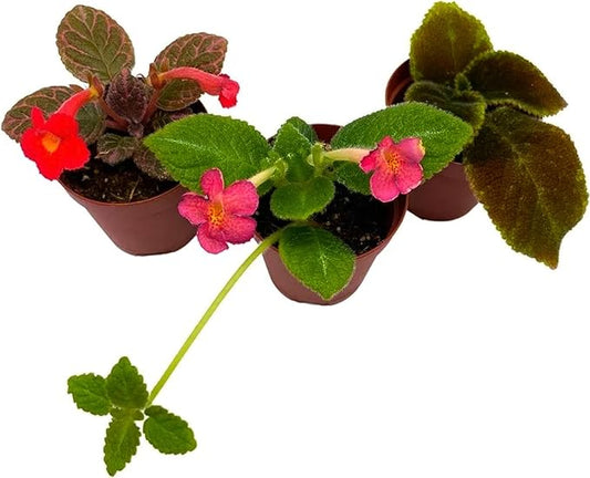 BubbleBlooms Flame Violet, Episcia Cupreata Assortment Set 2 inch pots 3 Different Velvet Plants, Tiny Mini Pixie Plant