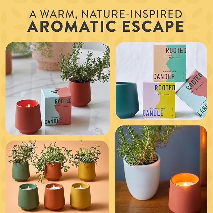 Modern Sprout Rooted Candle - 2 in 1 Cedarwood Scented & Soy Candle with Seeds That Grows into Lavender Plant - 6 oz w/ 42 hr Burn time in Matte Glaze Ceramic Vessel Ideal for Indoor Herb Garden