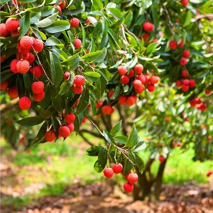 15+ Tropical Fruit Litchi Seed for Planting Outdoors-Fresh Organic Lychee Seed Non-GMO Heirloom for Home Outdoor Garden