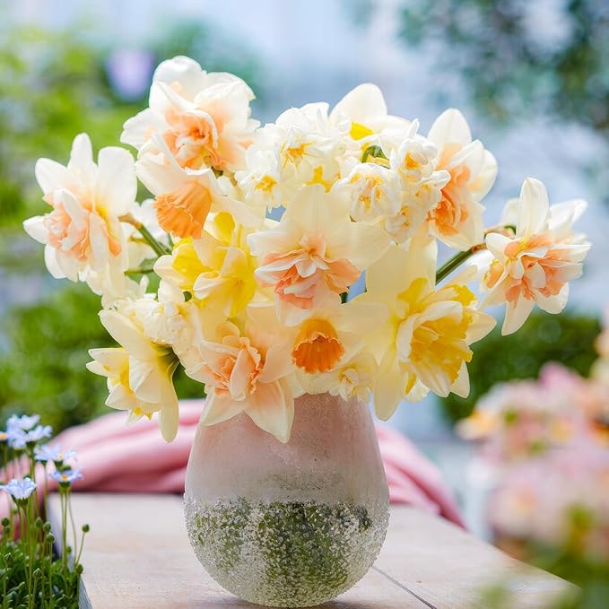 Dutch Bulbs Daffodil Bulbs Spring Dream Collection - 25 Perennial and Hardy Flower Bulbs - Scented Daffodil Mix from The Netherlands - for Garden and Pot (no Seeds - not Artificial)