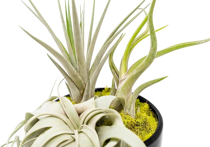 Air Plant Shop Large Assembled Air Plant Bowl Garden - Wholesale and Bulk - Succulents - Live Tillandsia - Easy Care Indoor and Outdoor House Plants (1 Xerographica and 2 Large Air Plants)