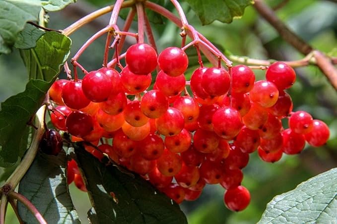 6-10" Tall Highbush Cranberry Plant, Viburnum opulus, Kalina, 1-2 Year Old