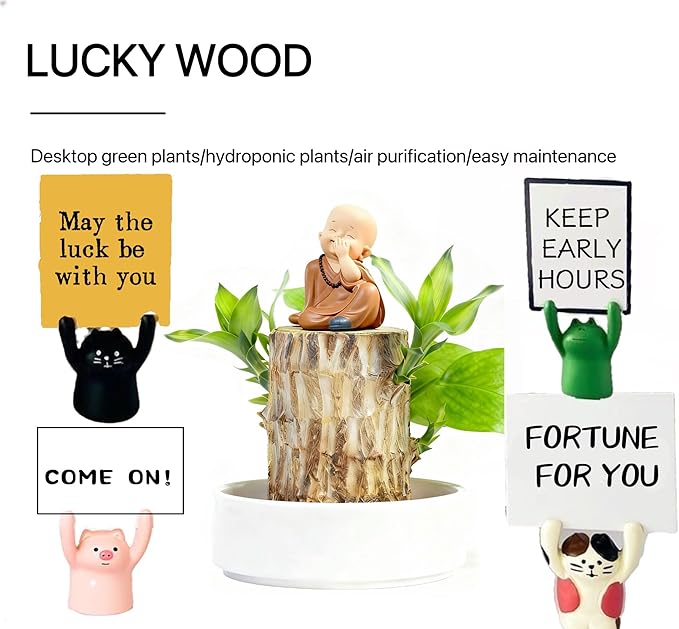 Brazilian Lucky Wood Live Plant | Easy Care Good Luck Indoor Decor | Beginner-Friendly (0-Failure Grow) | Fast Leaf-Growing Feng Shui Wealth Charm (Monk)