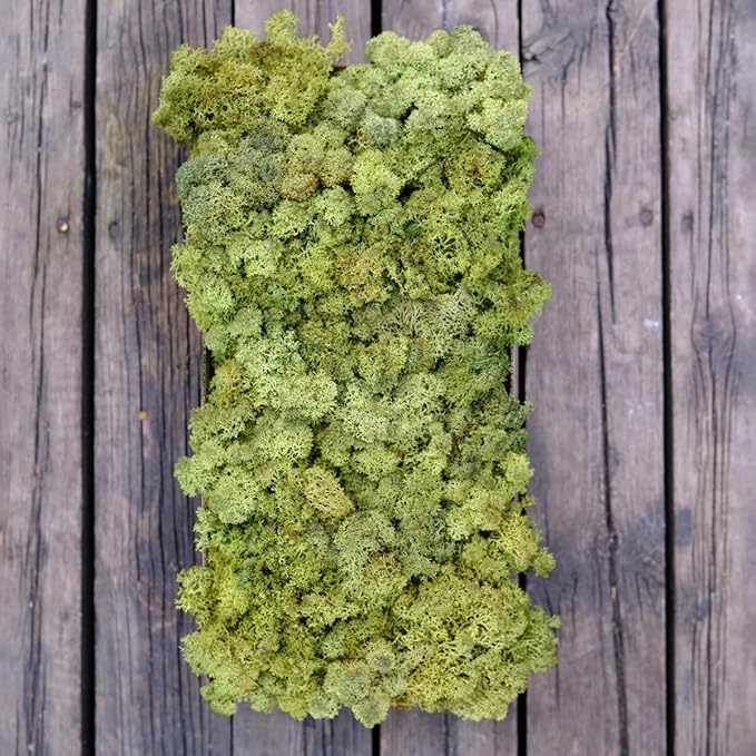 prefleur Preserved Reindeer Moss Natural Green DIY Kit Gardenning Art Wall Decor Florist Decor Easter Table Decor Wedding