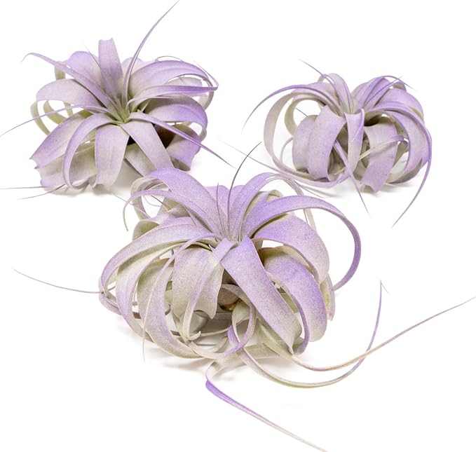 Purple Colorful Tillandsia Air Plants - Long Lasting Color Enhanced Live Tillandsia Succulent House Plants - Home and Garden Decor - Easy Care Indoor and Outdoor (Mini Xerographica, Single)