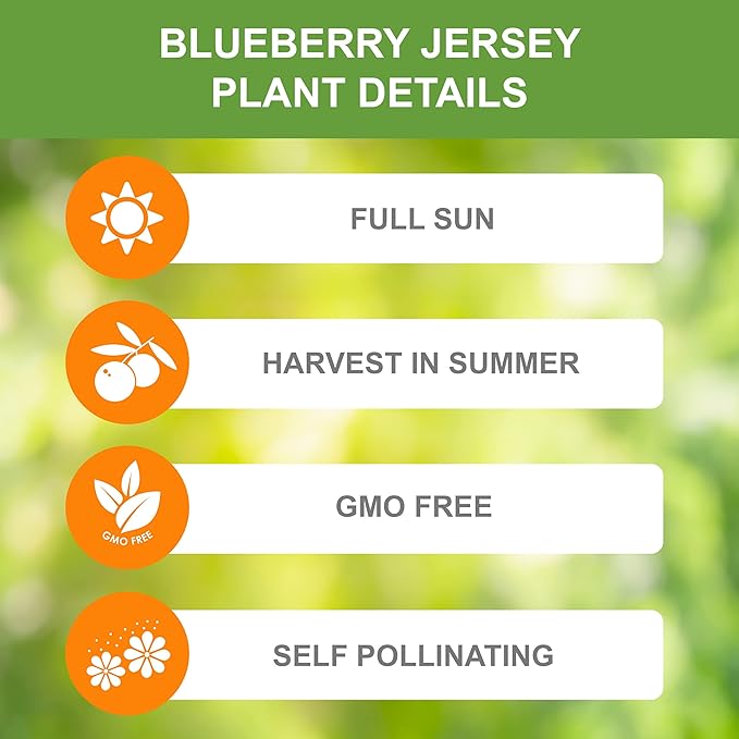 Garden State Bulb Jersey Blueberry, Bare Root, Non-GMO, Spring Planting (Bag of 2)