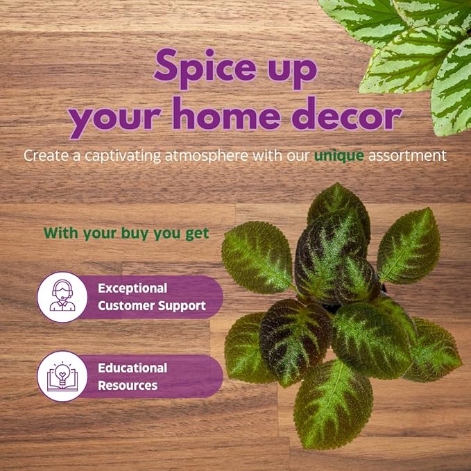 BubbleBlooms Flame Violet, Episcia Cupreata Assortment Set 2 inch pots 3 Different Velvet Plants, Tiny Mini Pixie Plant